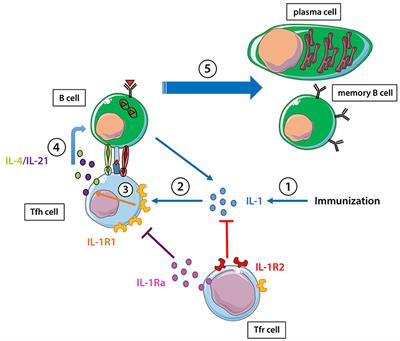 Interleukin-1 in the Response of Follicular Helper and Follicular Regulatory T Cells